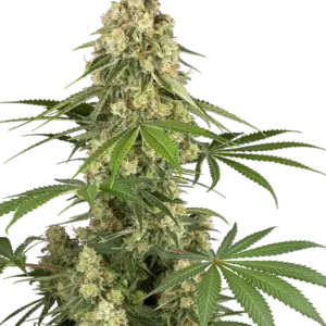 Sticky Orange XXL Auto 10er+4 Sensi Research Sensi Seeds Research