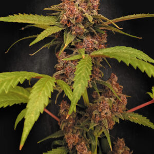 Banana Purple Auto 5er Paradise Seeds