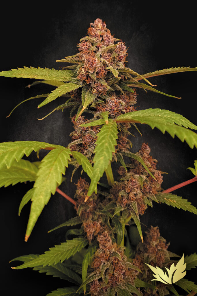 Banana Purple Auto von Paradise Seeds
