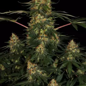 Californian Gold 10er Paradise Seeds
