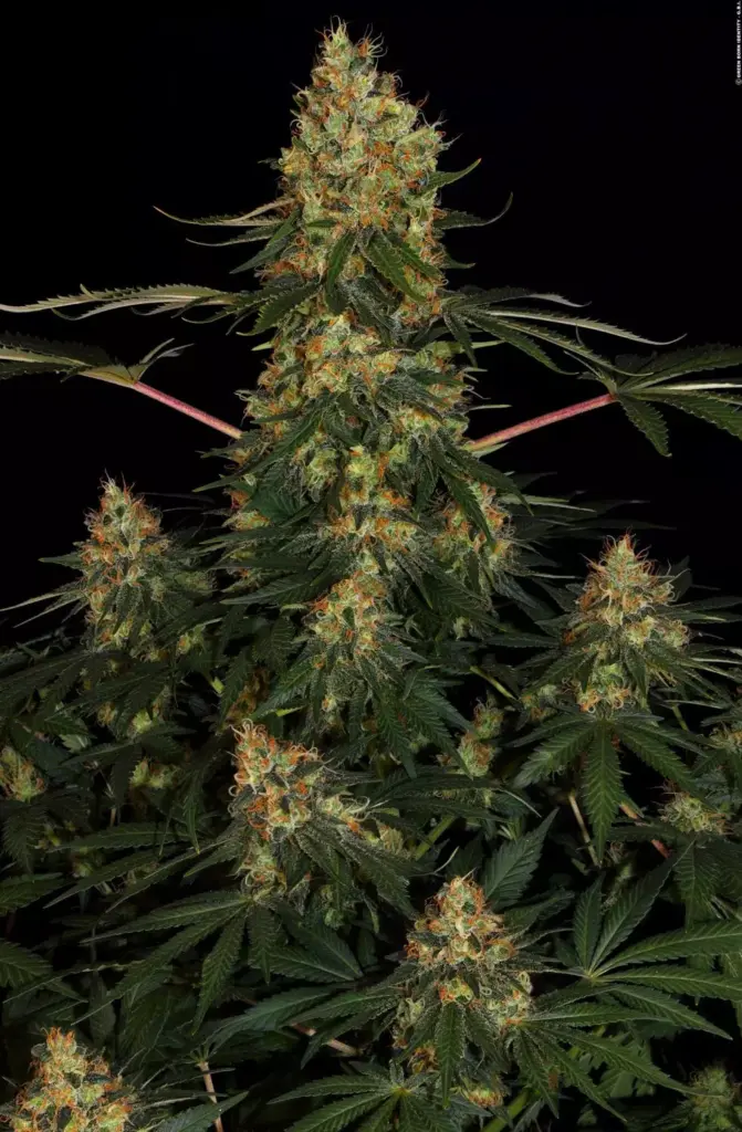 Californian Gold von Paradise Seeds