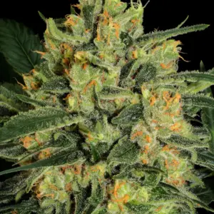 Durga Mata II CBD 3er Paradise Seeds