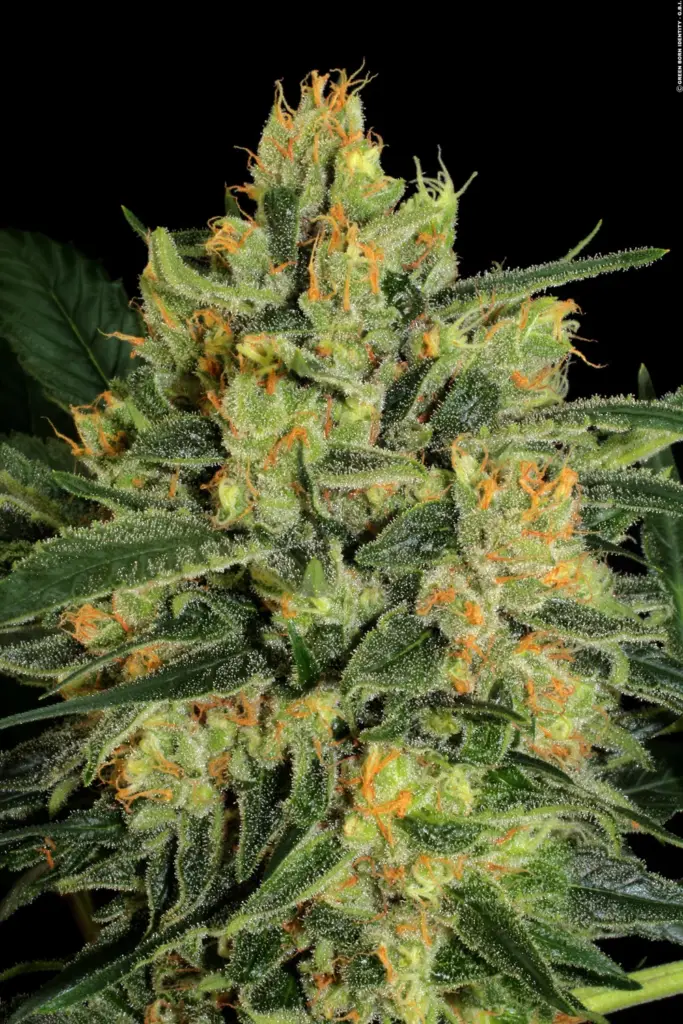 Durga Mata II CBD von Paradise Seeds