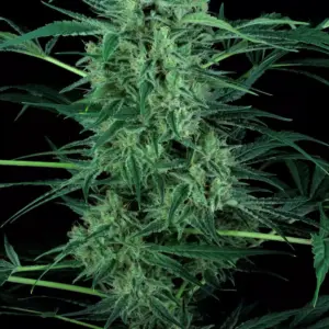 Nebula II CBD 5er Paradise Seeds