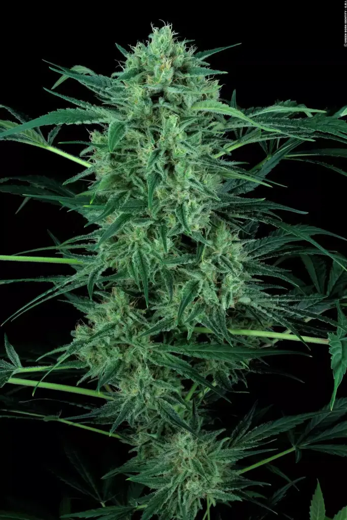 Nebula II CBD von Paradise Seeds