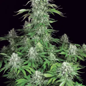 Dutch Dragon 50er Paradise Seeds