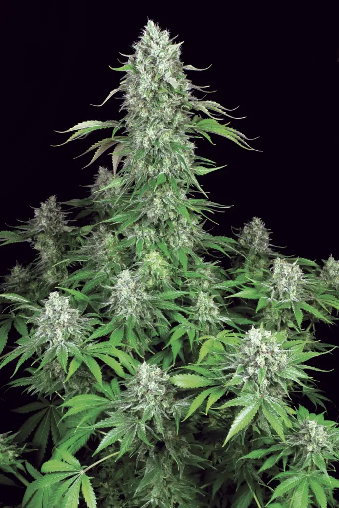 Dutch Dragon von Paradise Seeds