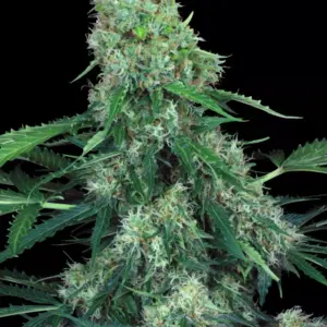 Pandora Auto 3er Paradise Seeds