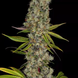 Rainbow Road 5er Paradise Seeds