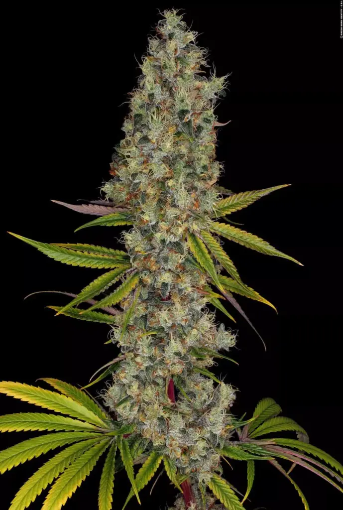 Rainbow Road von Paradise Seeds