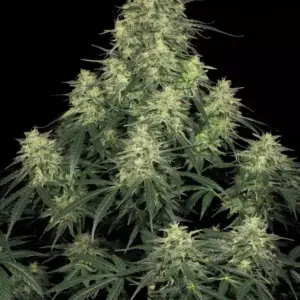 Atomical Haze 3er Paradise Seeds