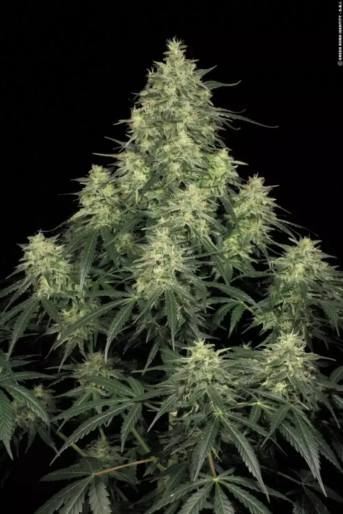 Atomical Haze von Paradise Seeds