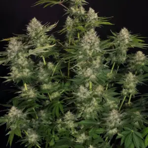 Opium 5er Paradise Seeds