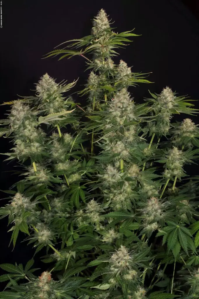 Opium von Paradise Seeds