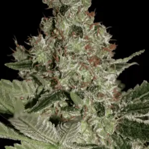 Acid 5er Paradise Seeds