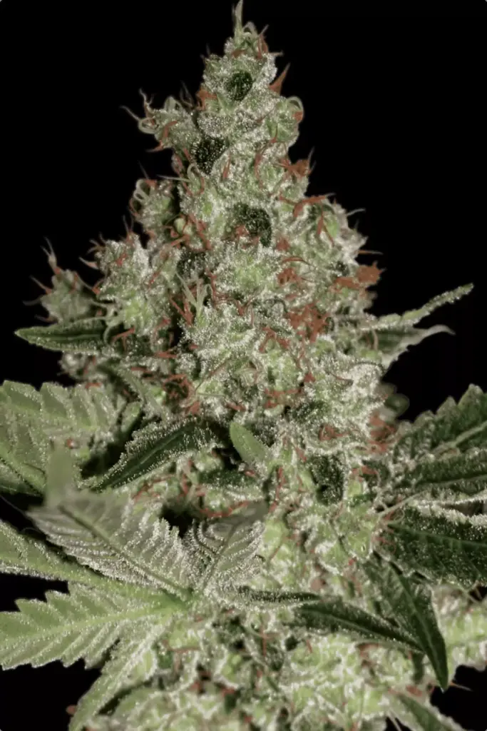 Acid von Paradise Seeds