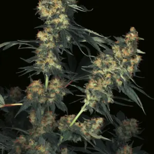 Acid 10er Paradise Seeds