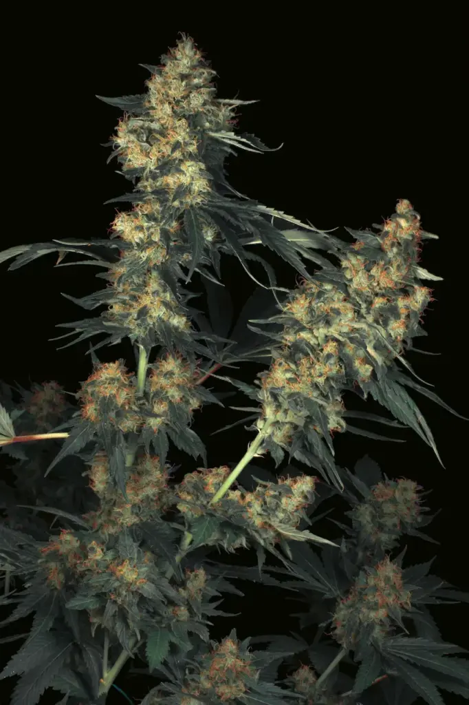 Acid von Paradise Seeds