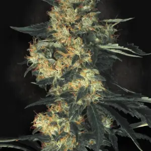 Acid 3er Paradise Seeds