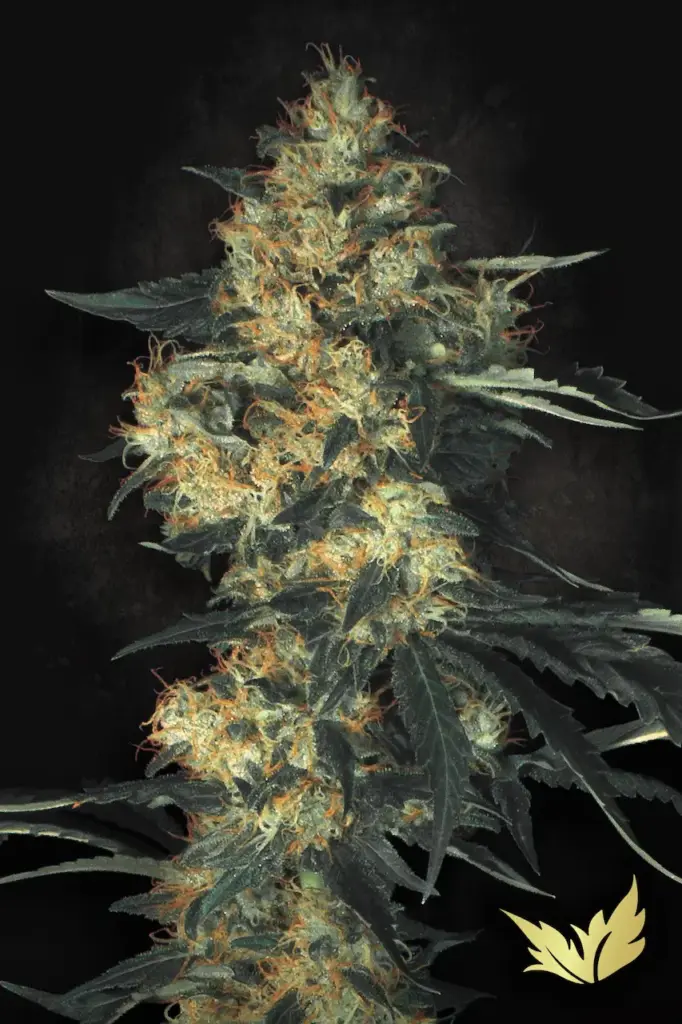 Acid von Paradise Seeds