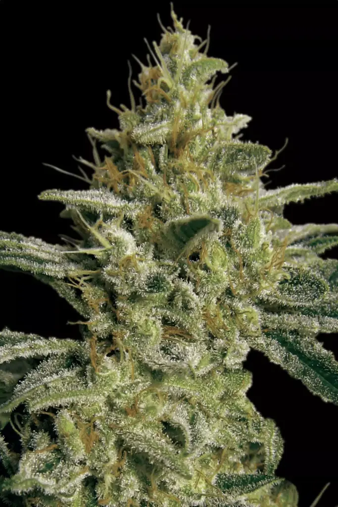 Allkush von Paradise Seeds