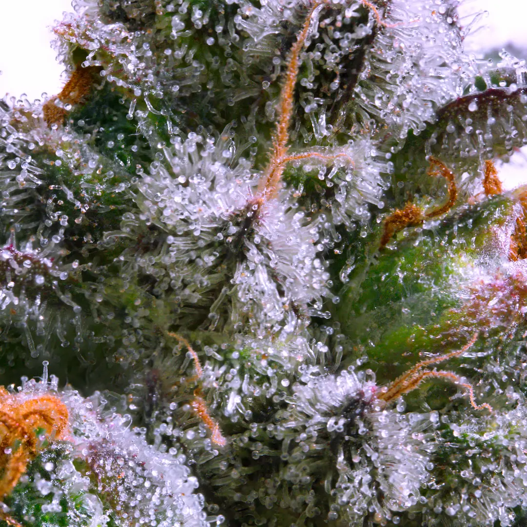 Allkush 3er Paradise Seeds – Bild 3