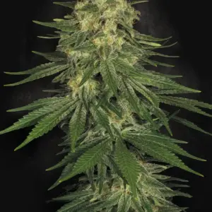 Allkush 3er Paradise Seeds