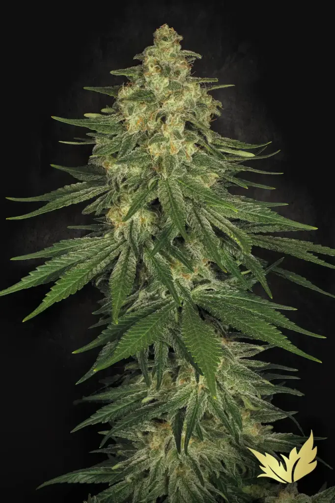 Allkush von Paradise Seeds
