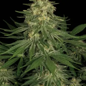 Allkush 10er Paradise Seeds
