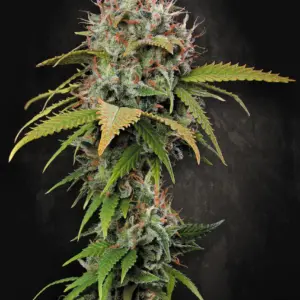 Atomical Haze 10er Paradise Seeds