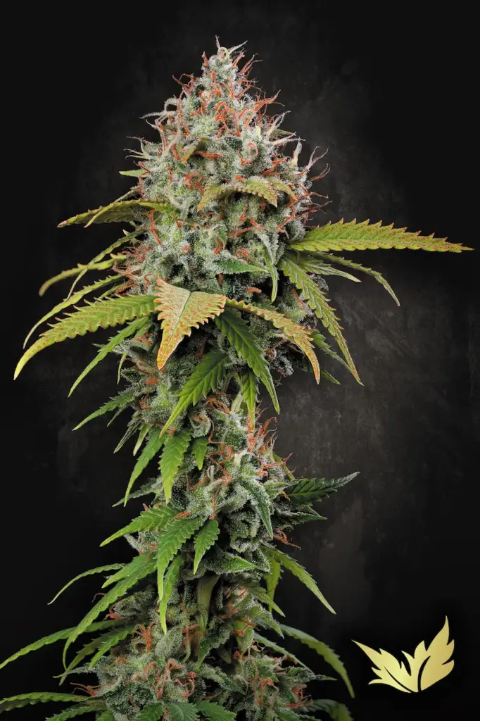 Atomical Haze von Paradise Seeds