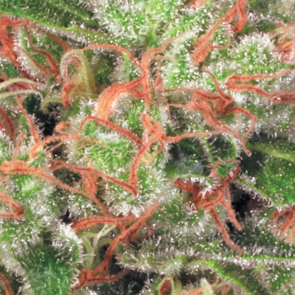 Auto Acid von Paradise Seeds