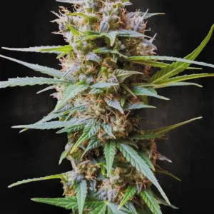 Auto Acid 3er Paradise Seeds