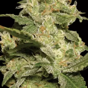 Auto Jack 3er Paradise Seeds