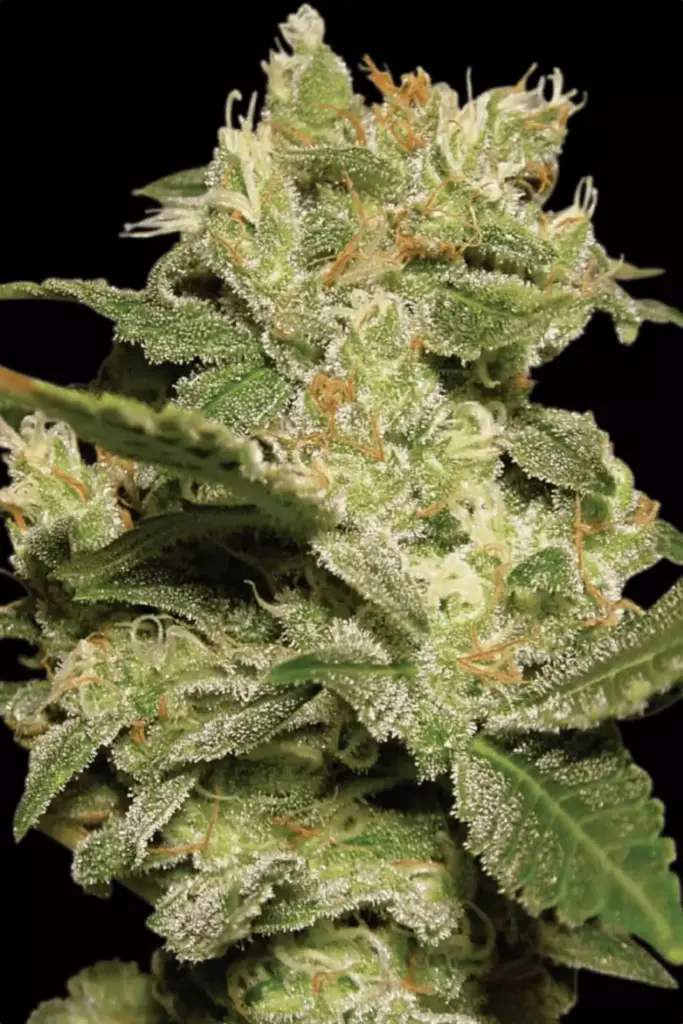 Auto Jack von Paradise Seeds