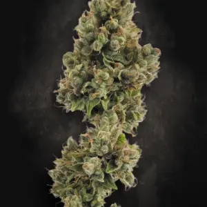 Auto Jack 10er Paradise Seeds