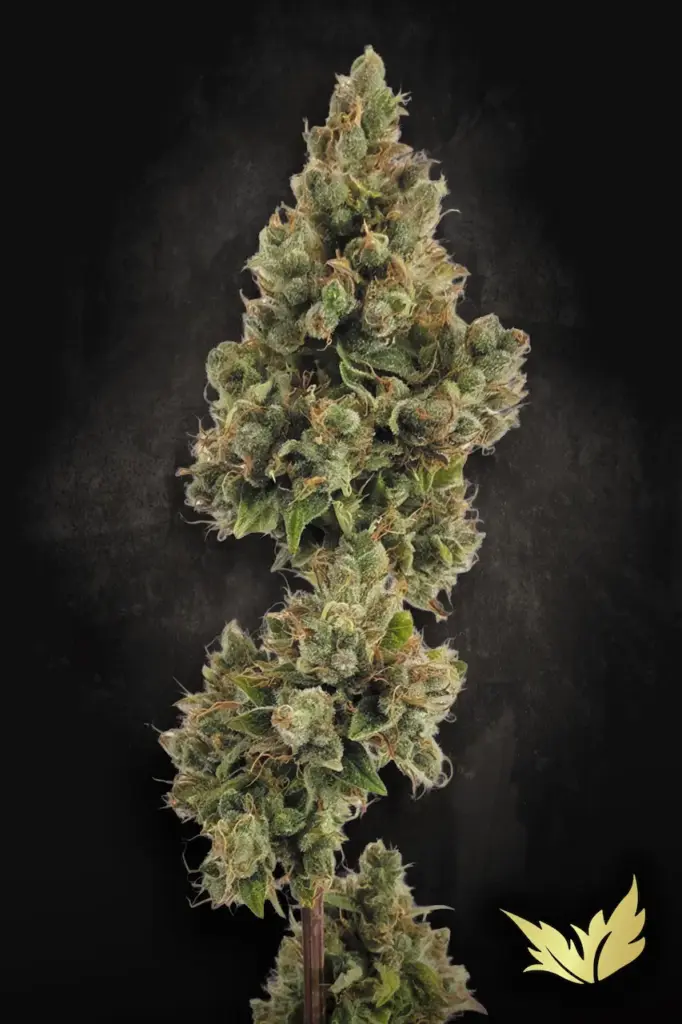 Auto Jack von Paradise Seeds
