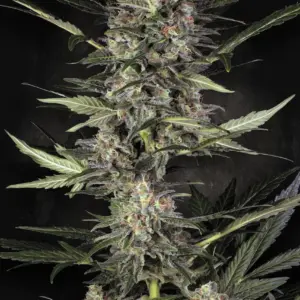 Auto Wappa 10er Paradise Seeds