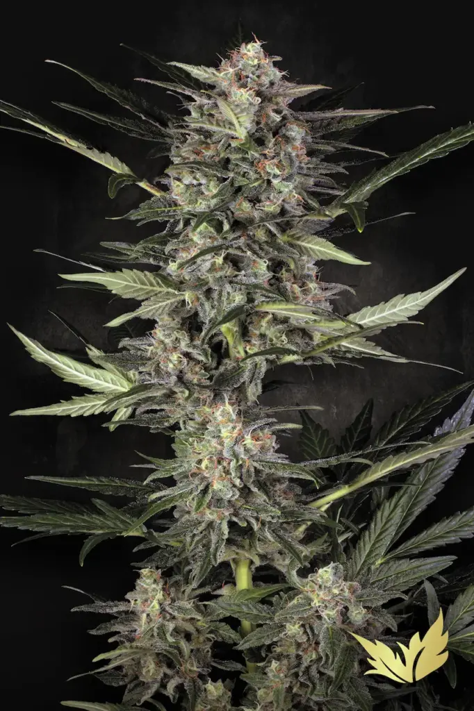 Auto Wappa von Paradise Seeds