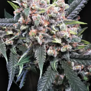 Auto Wappa 3er Paradise Seeds