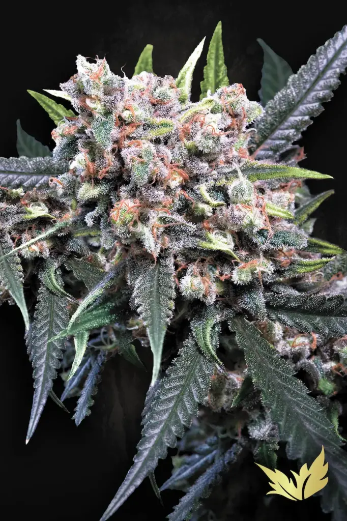 Auto Wappa von Paradise Seeds