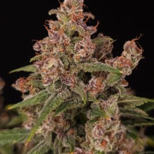 Banana Purple Auto 3er Paradise Seeds