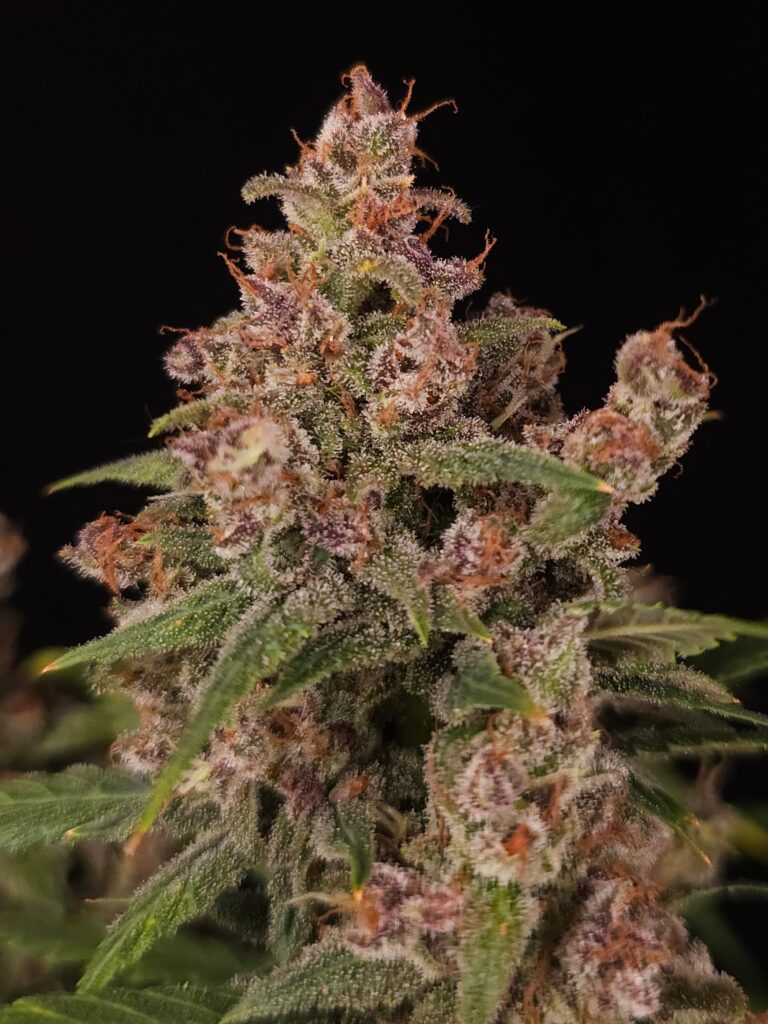 Banana Purple Auto von Paradise Seeds