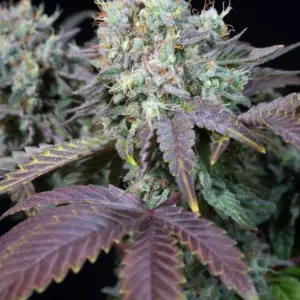 Blue Gem 3er Paradise Seeds