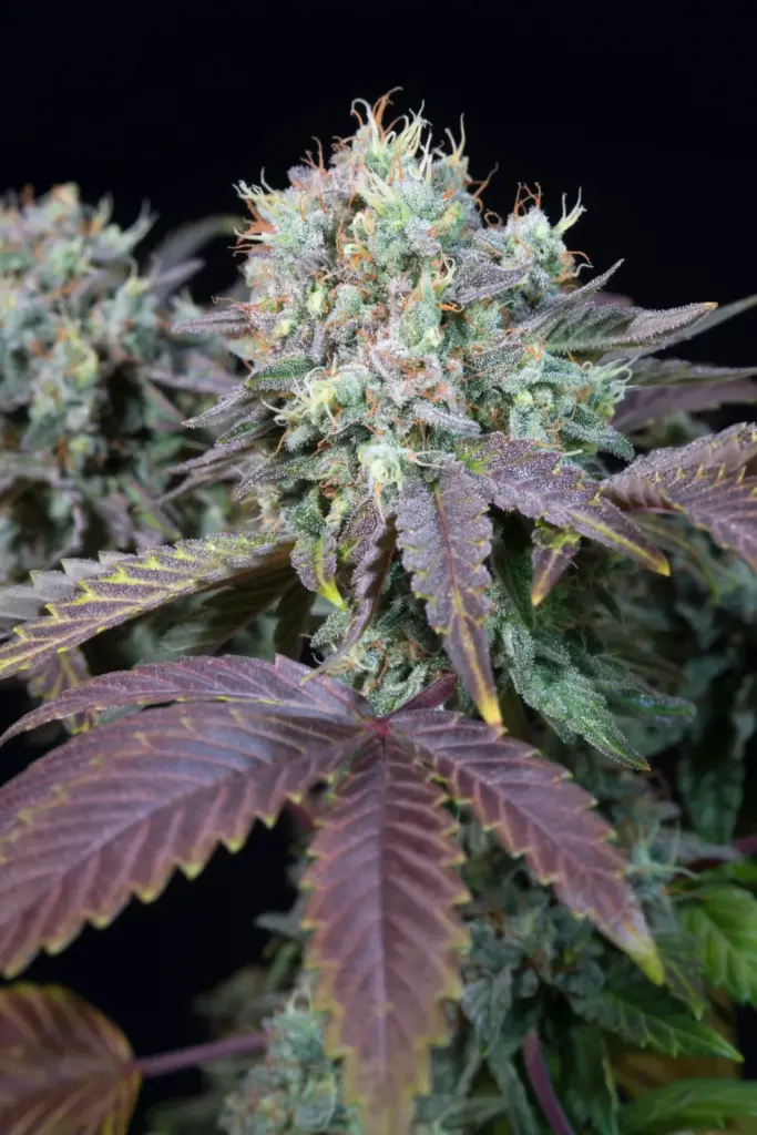 Blue Gem von Paradise Seeds