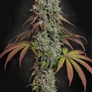 Blue Gem 10er Paradise Seeds