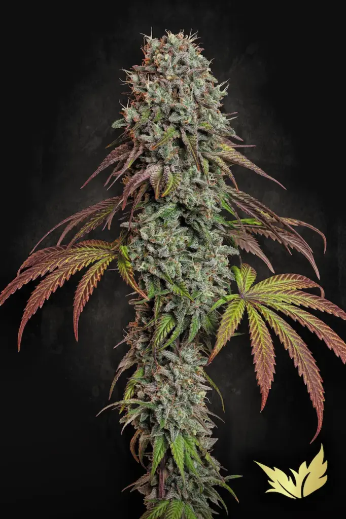 Blue Gem von Paradise Seeds