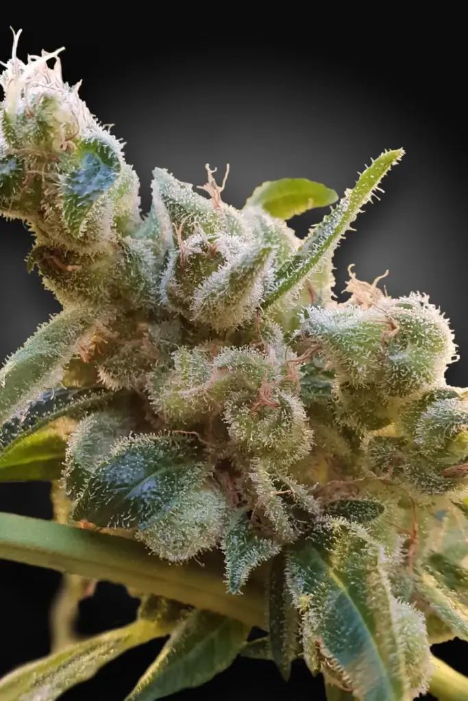 CBDrelax von Paradise Seeds