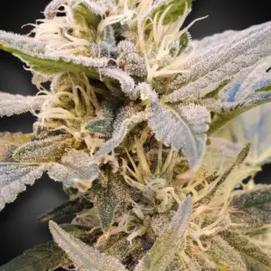 CBDelight 10er Paradise Seeds