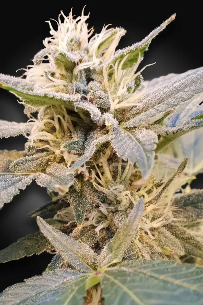 CBDelight von Paradise Seeds